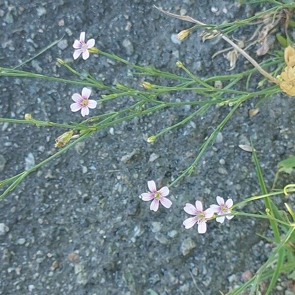 Petrorhagia saxifraga Deilen