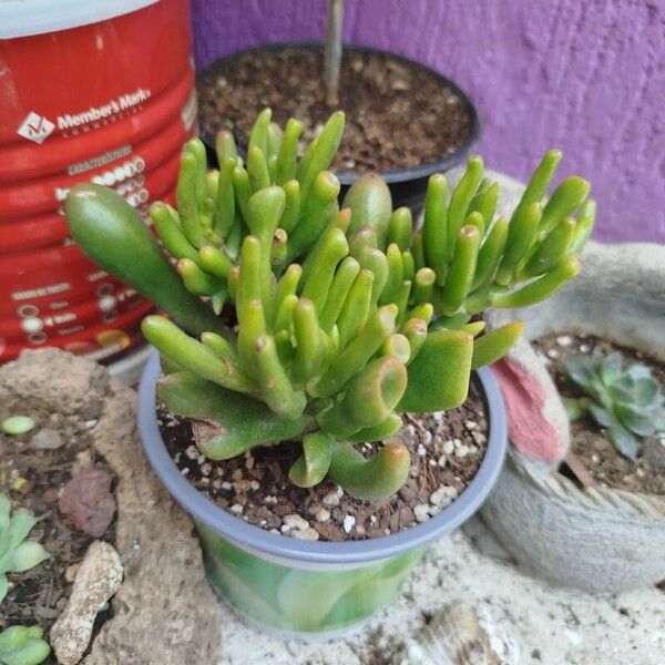 Sedum pachyphyllum Fulla