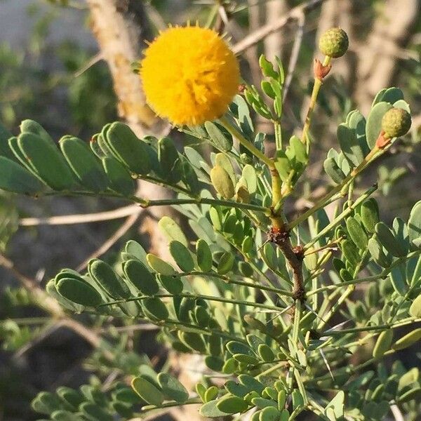 Vachellia exuvialis Blomst