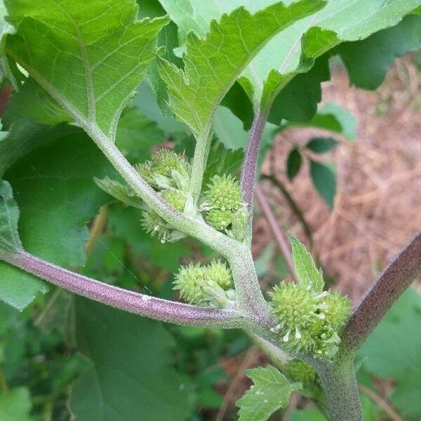 Xanthium strumarium Kvet