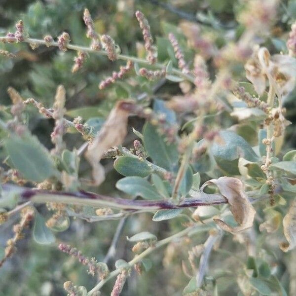 Atriplex halimus Bark