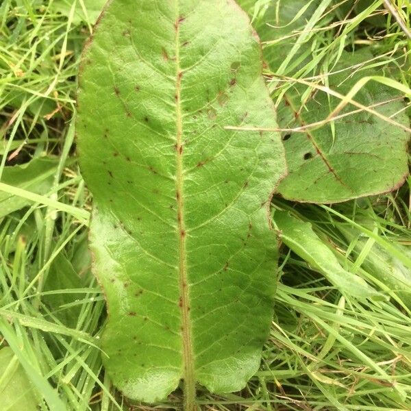 Rumex obtusifolius Leaf