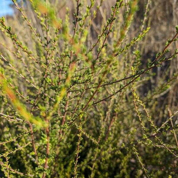 Adenostoma fasciculatum Leaf