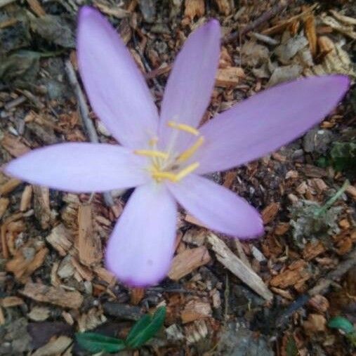 Colchicum longifolium Flor