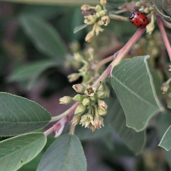 Frangula californica Flower