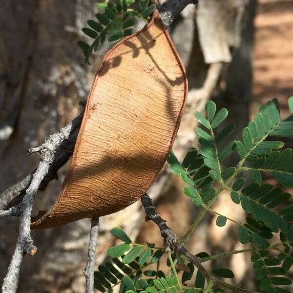 Albizia forbesii Plod