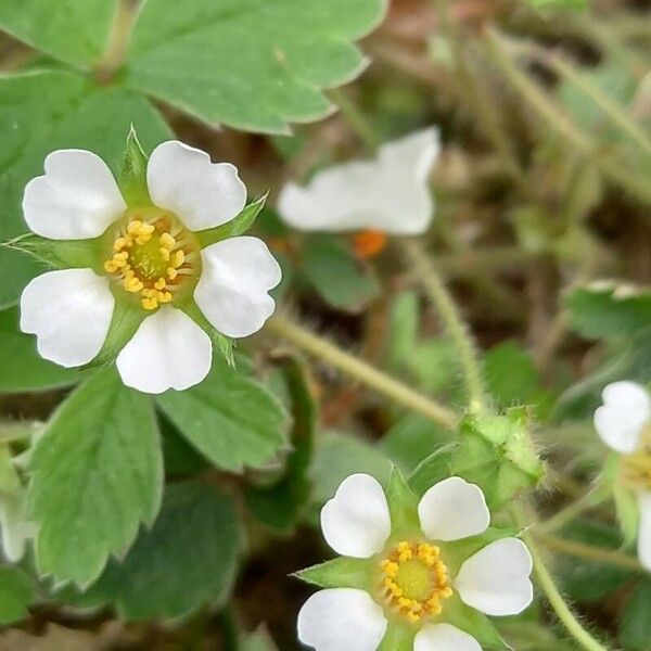 Potentilla sterilis പുഷ്പം