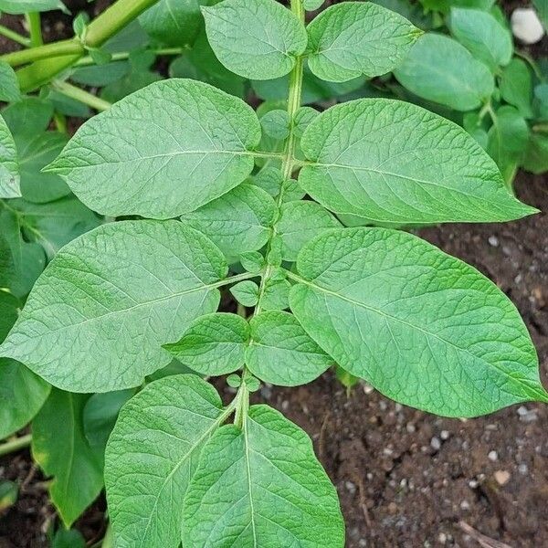 Solanum tuberosum Blatt