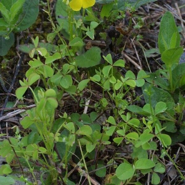 Oxalis macrantha Blad