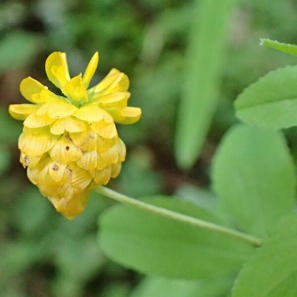 Trifolium aureum Агульны выгляд