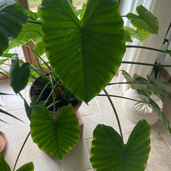 Colocasia esculenta Leaf