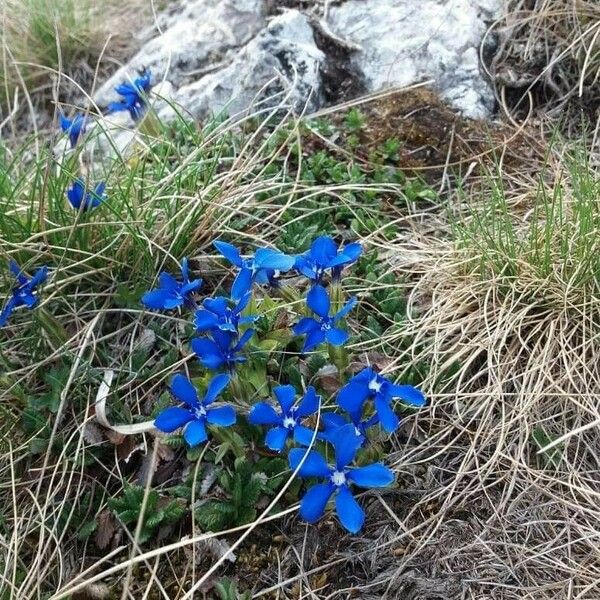 Gentiana brachyphylla Blüte