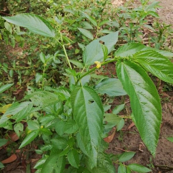 Corchorus olitorius Leaf