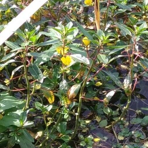 Ludwigia peploides Kvet