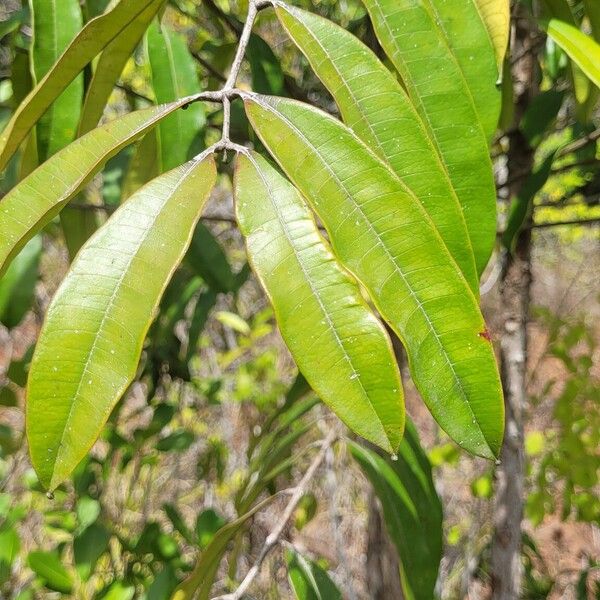 Homalolepis cedron Leaf