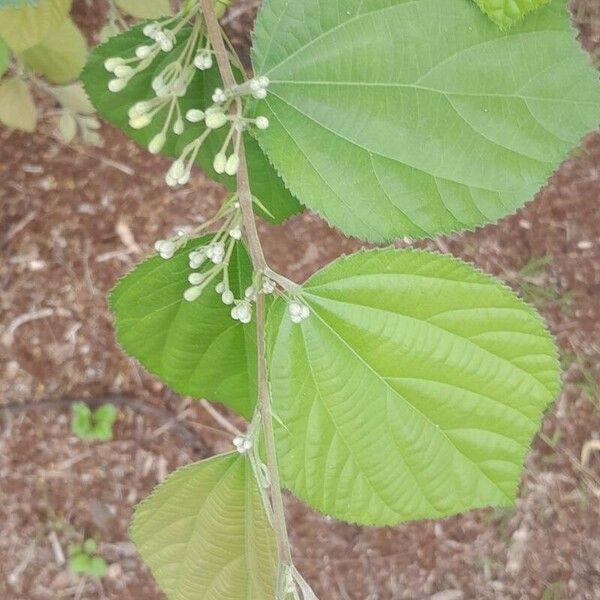 Grewia asiatica Leaf