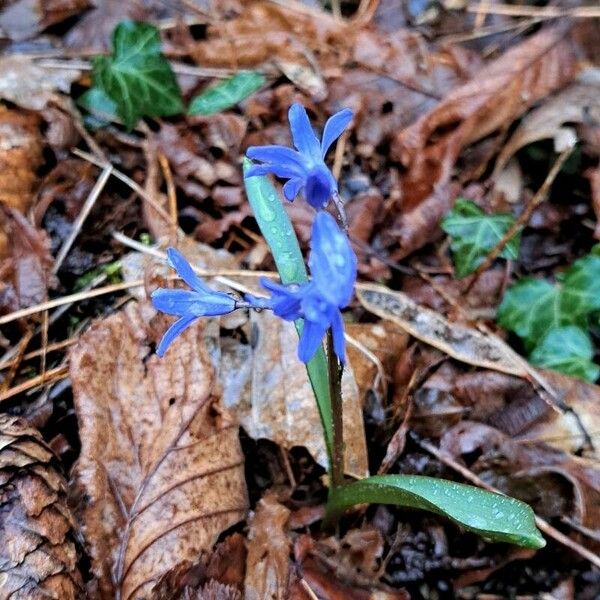 Scilla bifolia Flower