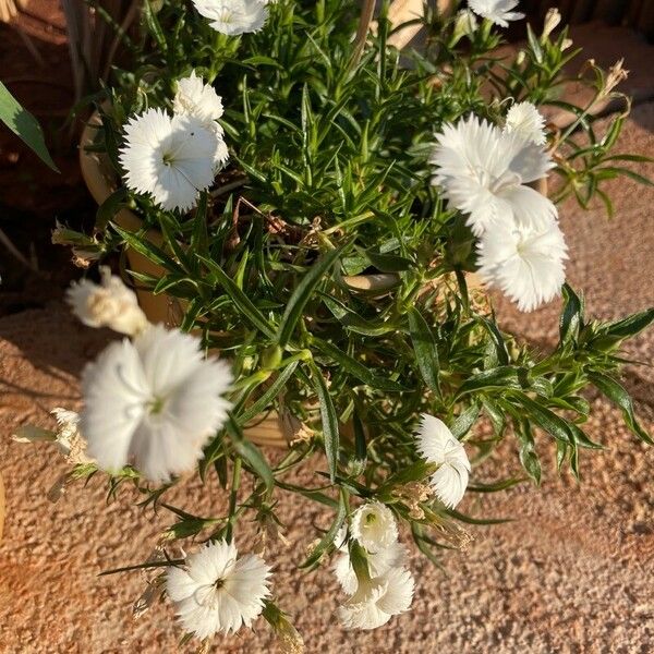 Dianthus plumarius Flor