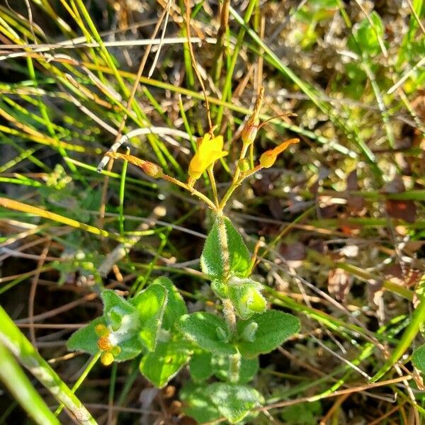 Hypericum elodes Liść