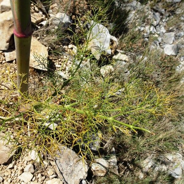 Ferula communis Foglia