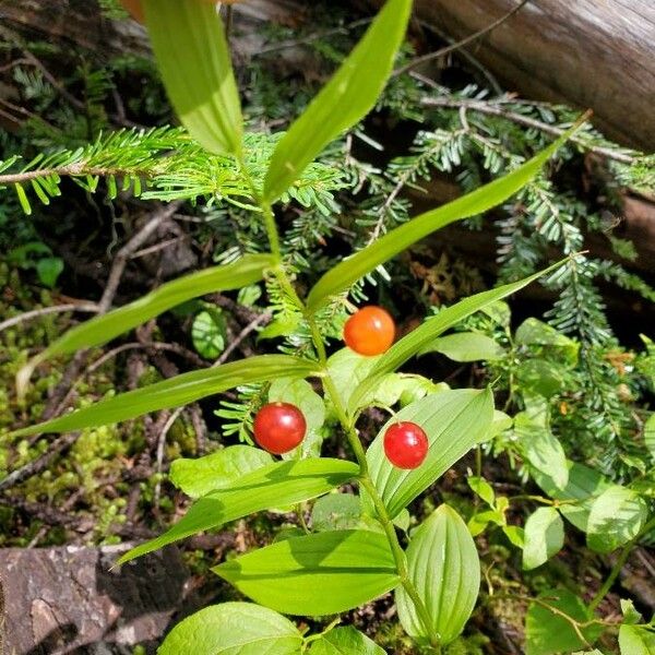 Streptopus lanceolatus Fruit