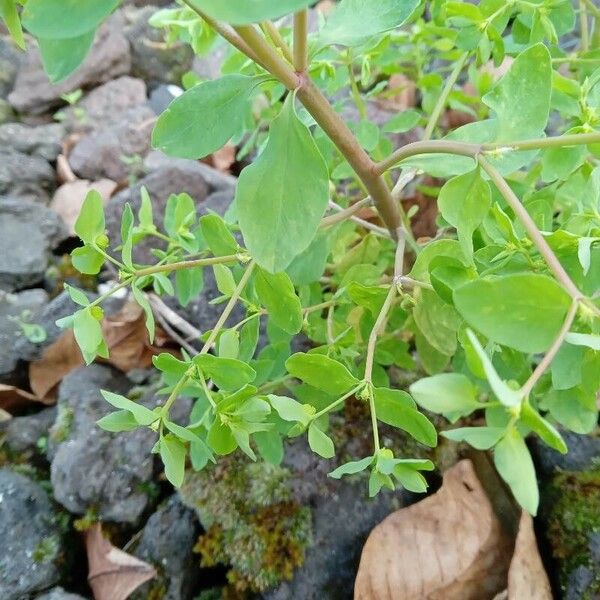 Euphorbia peplus برگ