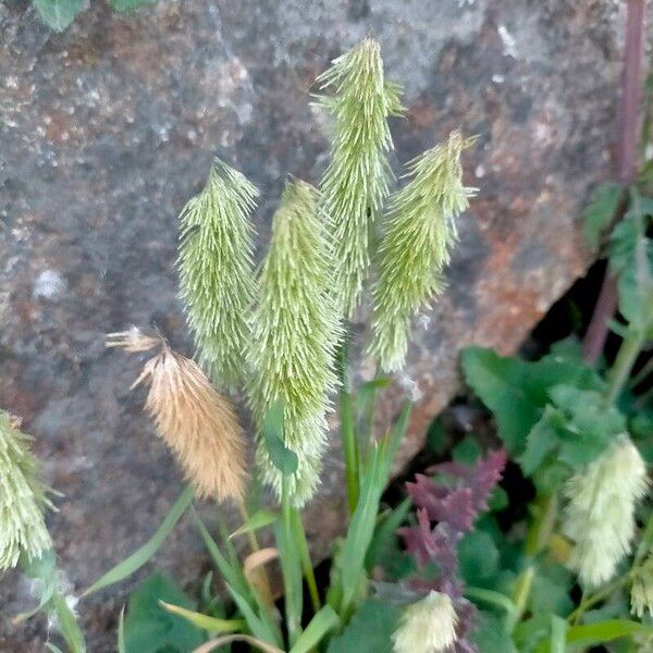 Lamarckia aurea Цвят