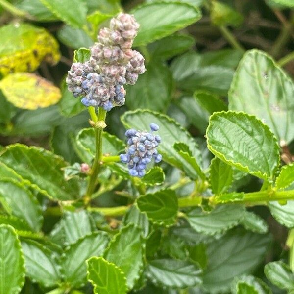 Ceanothus thyrsiflorus Ліст