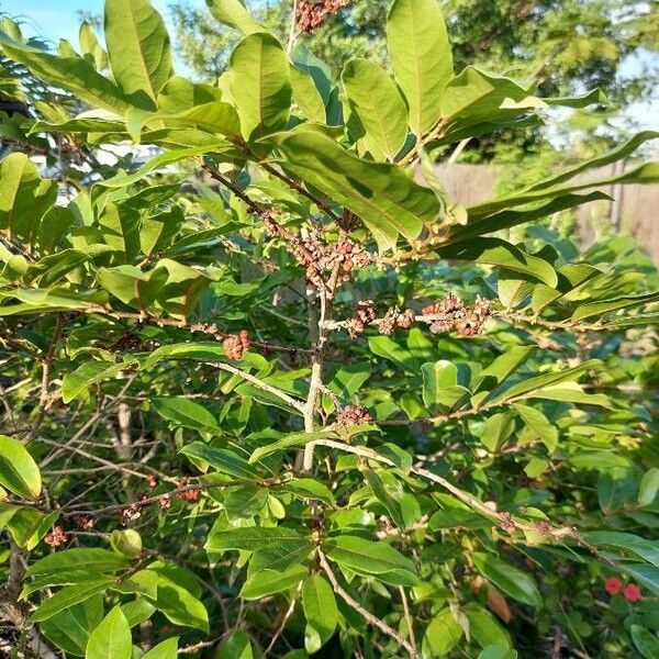 Phyllanthus billardierei Frucht