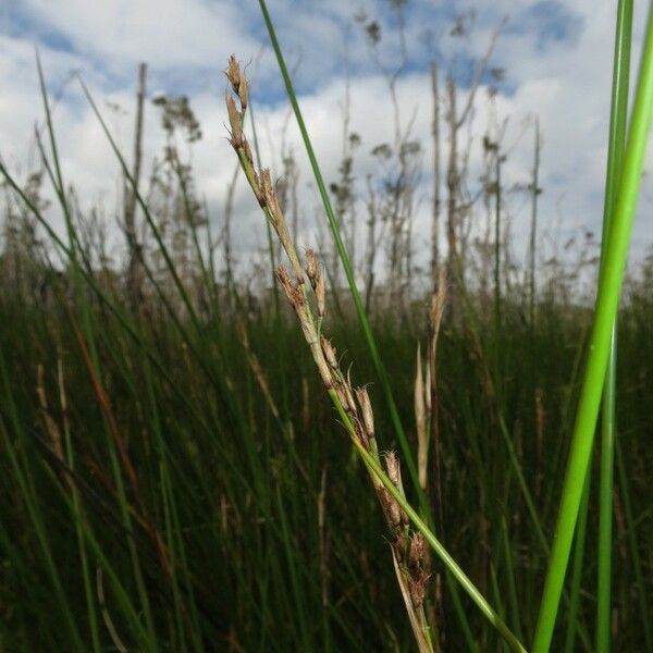 Machaerina rubiginosa Fruit