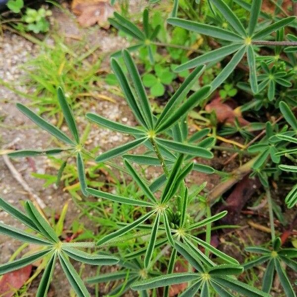 Lupinus angustifolius Листок