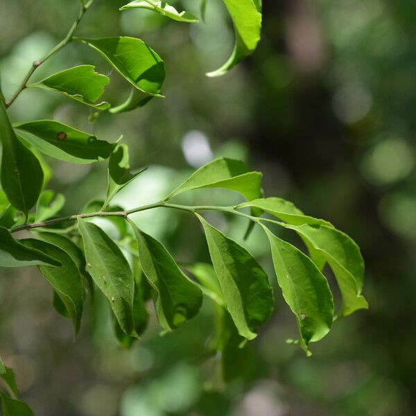 Schoepfia schreberi Leaf