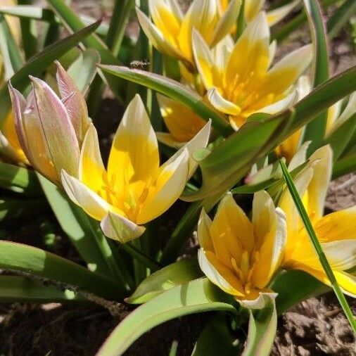 Tulipa tarda Flower
