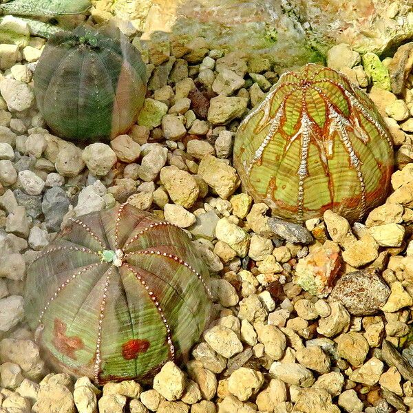 Euphorbia obesa Habitus