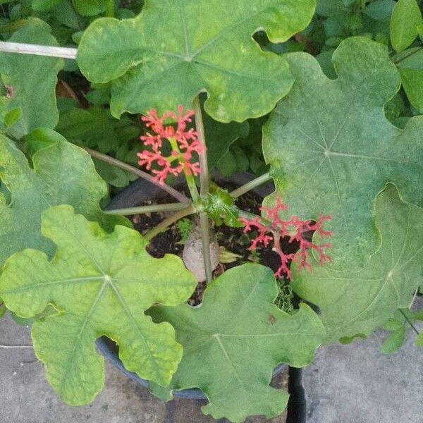 Jatropha podagrica Leaf