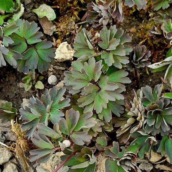 Isopyrum thalictroides Folio