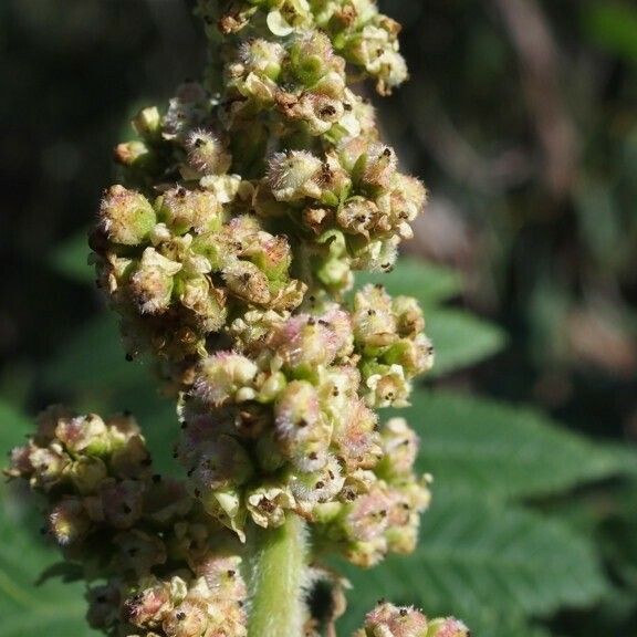 Rhus coriaria Flower