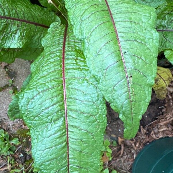 Rumex rugosus List