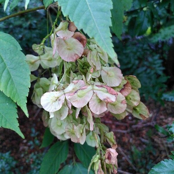 Dipteronia sinensis Fruto