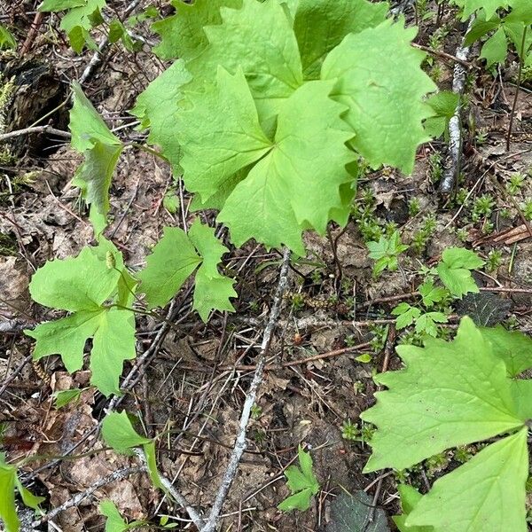 Achlys triphylla Blatt