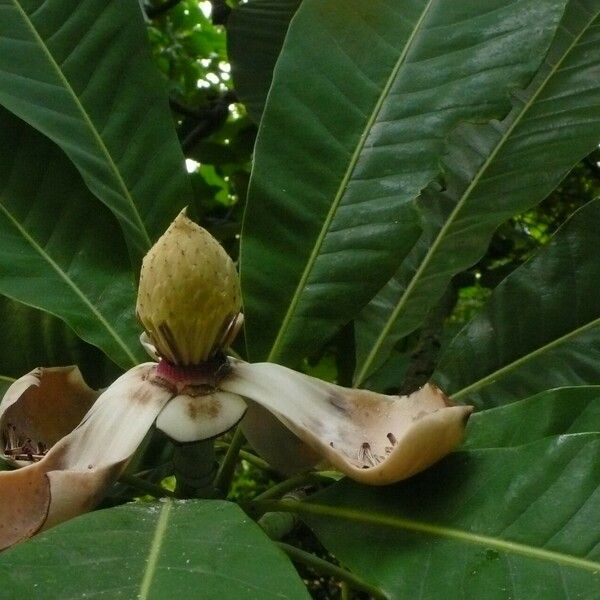 Magnolia hodgsonii Flower