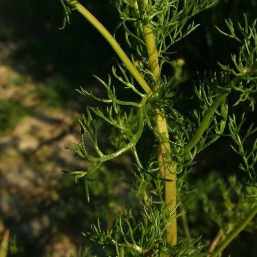 Matricaria chamomilla পাতা