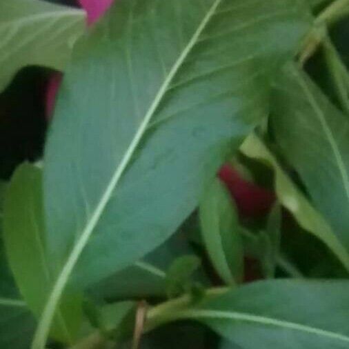 Catharanthus roseus Leaf