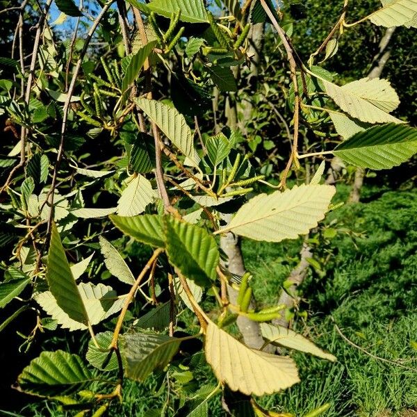 Alnus incana Buveinė