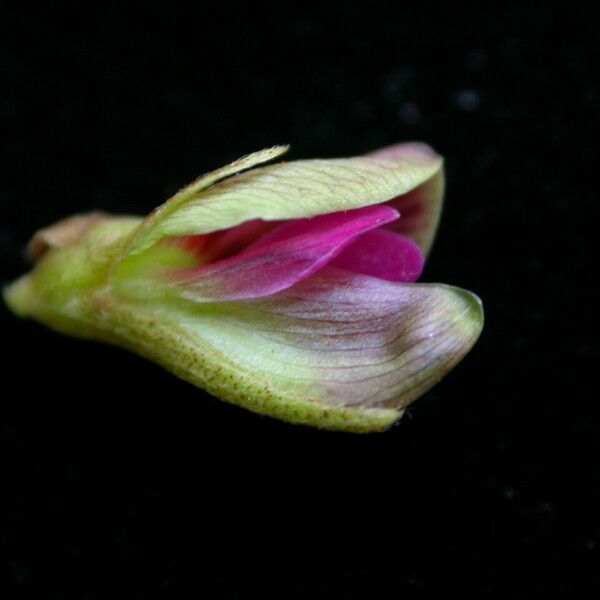 Flemingia macrophylla Flower