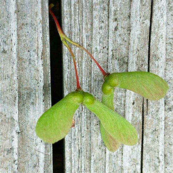 Acer palmatum Fruit