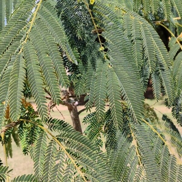 Albizia julibrissin Ліст