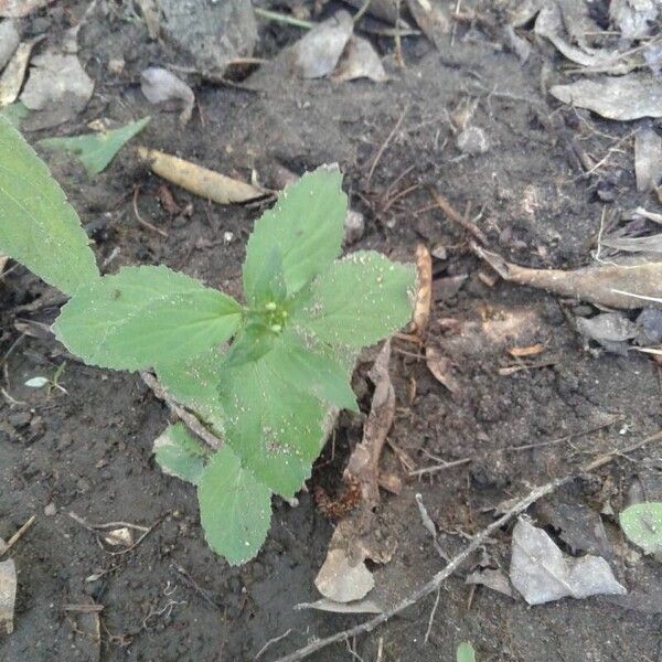 Lobelia inflata Blatt