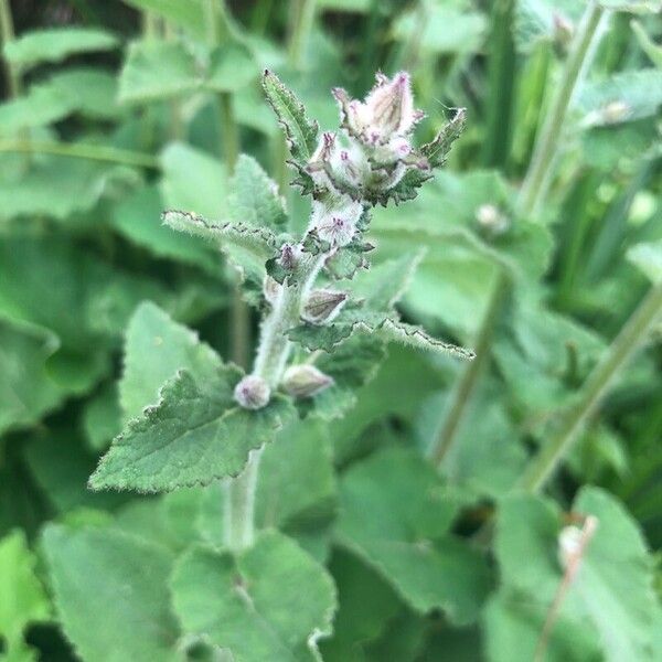 Campanula alliariifolia Blatt