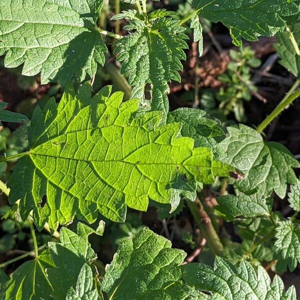 Urtica dioica Folha